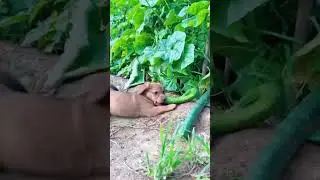 Puppy steals cucumbers