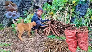 start a new life on the farm | Harvest and sell cassava and sugarcane | off grid living