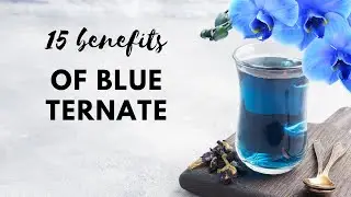 Discover 15 Ways Blue Ternate Can Improve Your Health