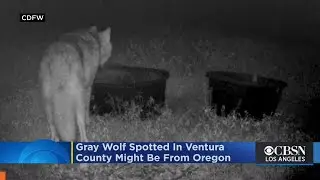 Gray Wolf Spotted 3 Times In Ventura County Believed To Have Traveled From Oregon