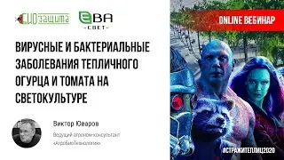 Вирусные и бактериальные заболевания тепличного огурца и томата на светокультуре
