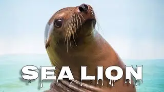 Sea lion sounds