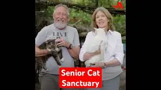 Purrrrfect playground for cat retirement