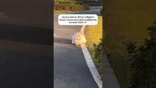 А вы хотели бы иммигрировать в США?🇺🇸 