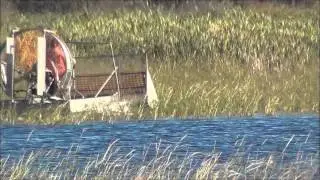 Wild rice harvest in Canada. Сбор дикого риса в Канаде.