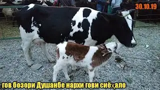 гов бозор душанбе нархи гови сиёҳало ширдор гови беҳтарин 30 октябр