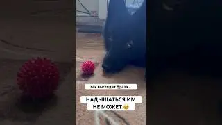 Шипперке Люсик не может налюбоваться на свой любимый мячик…который он когда-то потерял в доме 🥹