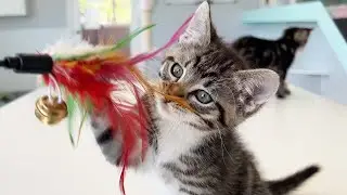 POV: Playing with Foster Kittens ❤️