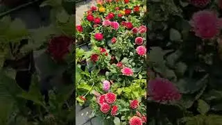 Выбираем цветы для сада 🌺🌺🌺 #садогород #цветы #цветоводство