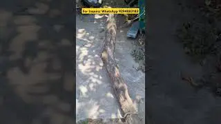 Cordless wood cutter machine testing #shorts #diy #powertools#art #forest