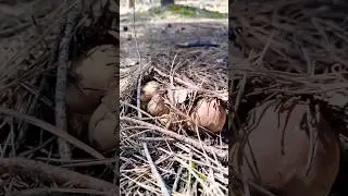 Масса белого гриба. Шок, боюсь, не верю. 