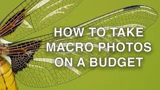 How to Take Macro Photos on a Budget | Macro Photography