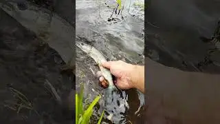 Плыви, встретимся зимой... #рыбалка #fishing #щука #поймалотпусти