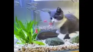 🐈 Cat aquarium! 🐕 Funny videos with cats and kittens for a good mood! 🐱