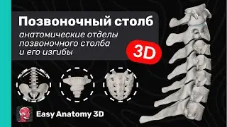 Анатомия позвоночного столба 3D | Изгибы позвоночного столба | Easy Anatomy 2024