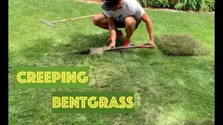 CREEPING BENTGRASS REMOVAL