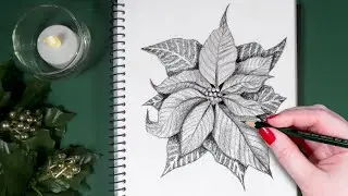 How I Draw Realistic Poinsettia Christmas Flowers