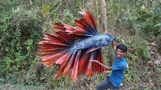 world biggest fighter fish 🐠| വലിയ ഫൈറ്റർ ഫിഷിനെ ഉണ്ടാക്കി | Betta fish