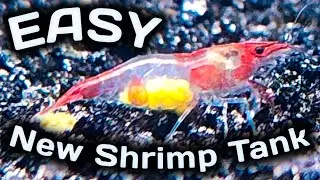 EASY New Shrimp Tank Setup