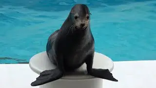 Sea Lion Show Kamogawa Sea World  【4K】