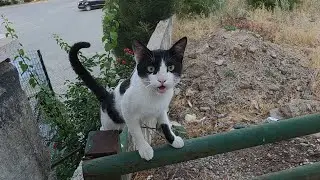 Black and white cat asks me for food with her cute meow