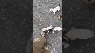 Man Gets Ambushed by Adorable Kittens!