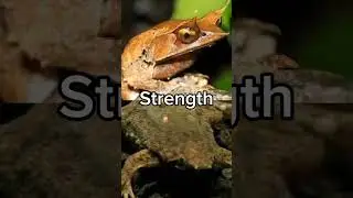 Long-Nosed Horned Frog vs Surinam Toad #longnosedhornedfrog #surinamfrog