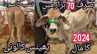 Bhains Colony Cow Mandi Palny Wala Maal Agaya Karachi Cattle Rates Update| Bargaining | 24-July-2023