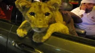 Lion as Pet - Only in Dubai UAE