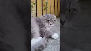 Грозный кот Шуня 😼