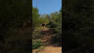 Meeting the king on foot 🦁 SOUND ON! 🤩 #bigcats #bushwalk #animalencounter #lion #southafrica