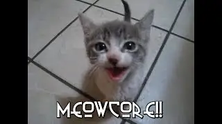 Meow Core!!!!!