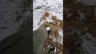 какать в тайге