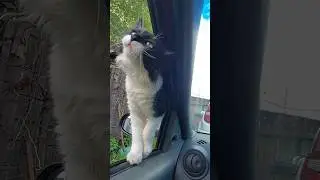 Котик Кузя напрашивается вместе в машине ехать 