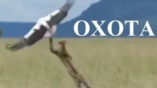 Гепард на охоте! Журавль и гепард