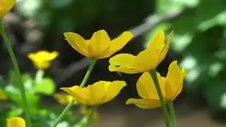 Калужница болотная