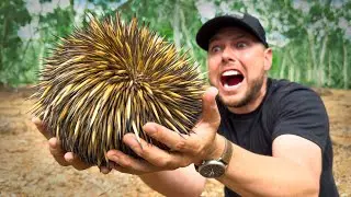 SPIKED by an Echidna!