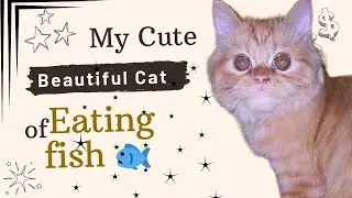 Cat Eating Fish for 5 Minutes | Relaxing & Cute Cat Eating ASMR 🐱🐟