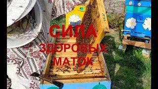 Гибель маток в изоляторах при зимовке!!! Причины!!!