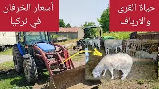 الحياة في القرى التركية | الريف التركي 🇹🇷 | سعر الخرفان والاضاحي في تركيا