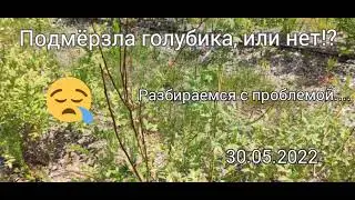 Подмёрзла голубика, или нет!?