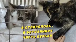 Поездка в Ставрополь, в ветклинику. Олли и Рэмбо часть 1