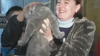 Рабиес