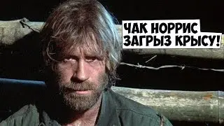 Голодный Чак Норрис загрыз крысу!