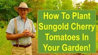 How to Plant Sungold Cherry Tomatoes in Your Garden!