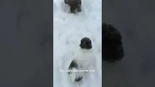 Our puppies just love the snow. Bronte and Belle living their best life. #puppies #snow