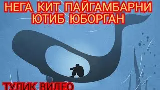 Китлар хакида кизик малумотлар 