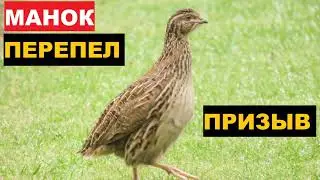 🔊ГОЛОС (МАНОК) ПЕРЕПЕЛ ПРИЗЫВ