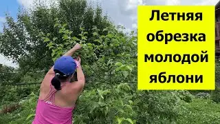 Зачем обрезать яблоню? Летняя обрезка молодой яблони