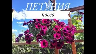СУПЕР НОВИНКИ ПЕТУНИИ с геном мужской стерильности.